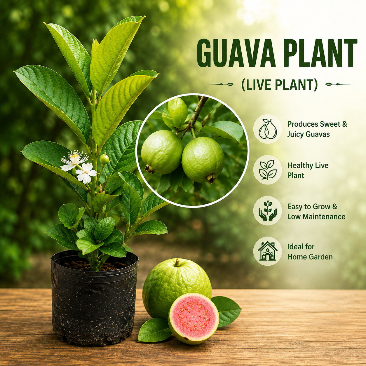 Live Guava Plant for Home Garden | Healthy Fruit Plant | Easy to Grow | Auspicious Gift for Rakhi, Housewarming, Anniversary & Festivals